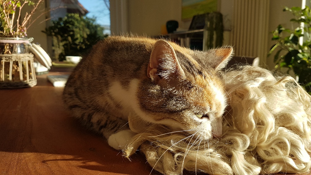 Minouche in Mohair